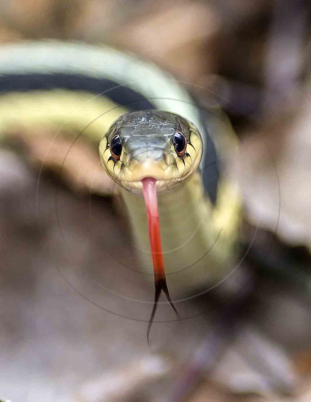 garter snake-1
