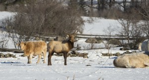 ALGONQUIN ELK-1