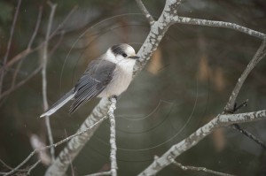 Gray Jay-1