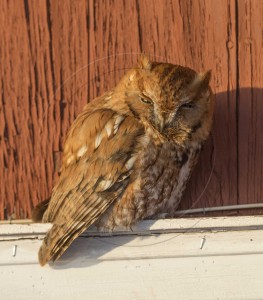 Red Phase Screech Owl-1-2