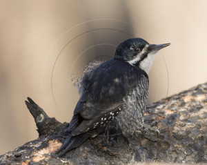 Black-backed Woodpecker-1