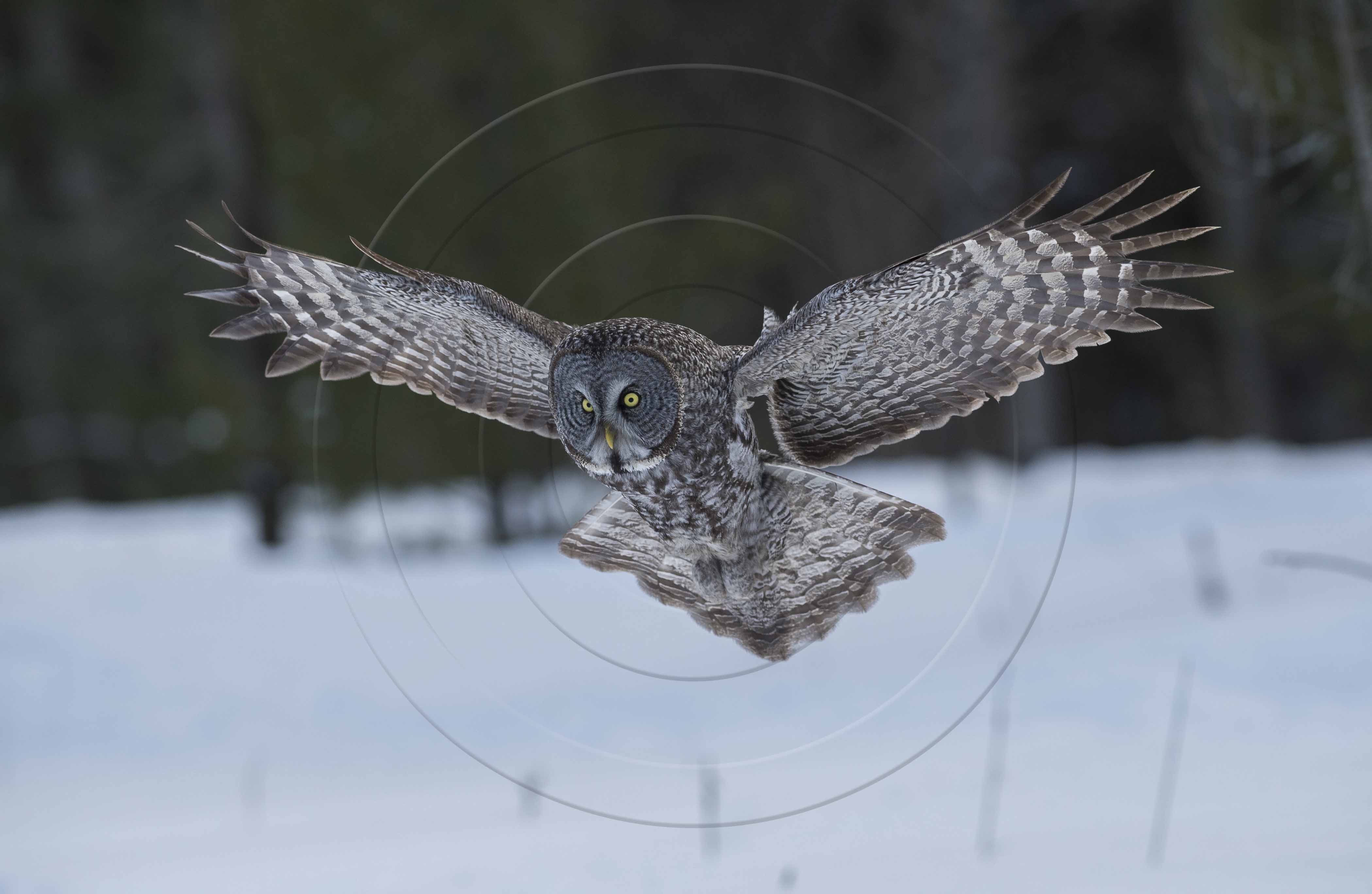 Great Gray Wingspread-1-2