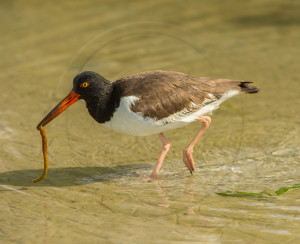 AMERICAN OYSTERCATCHER