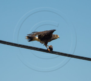 SNAIL KITE WITH SNAIL