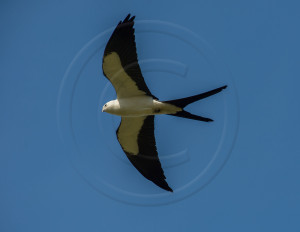 SWALLOW-TAILED KITE FLIGHT