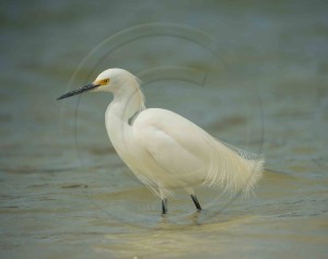 Snowy Egret-2