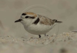 Snowy Plover