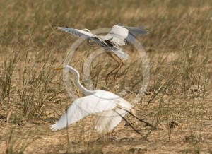 Wurdemann's Heron Flight