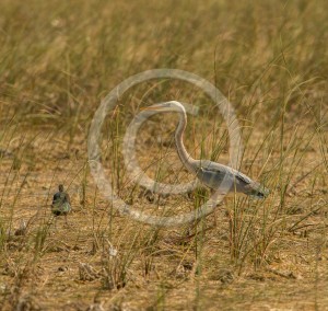 Wurdemann's Heron_