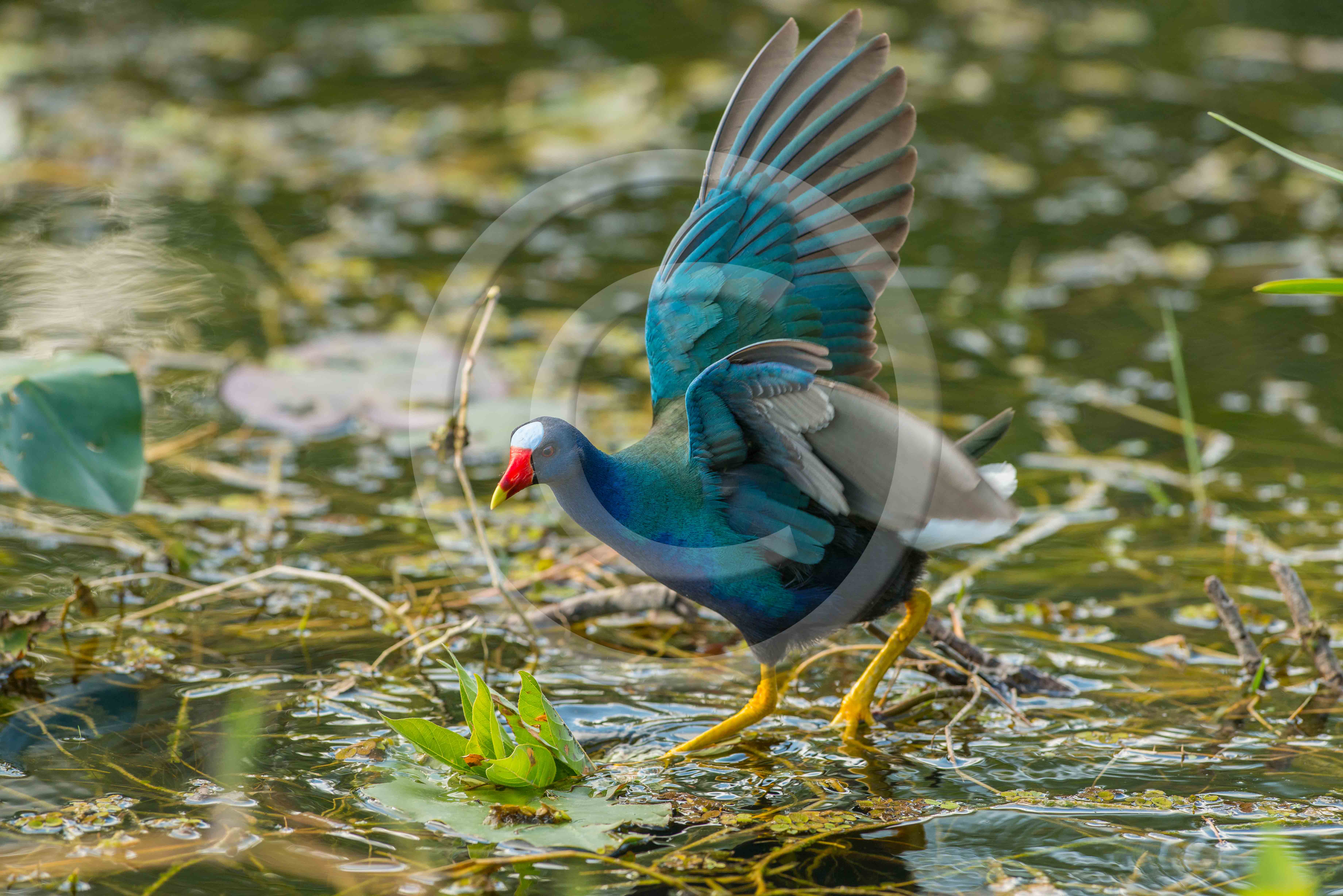 PURPLE GALINULE