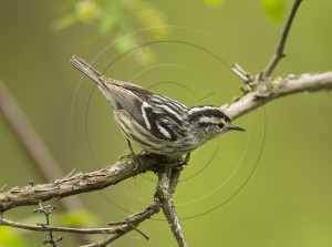BLACK AND WHITE WARBLER-1