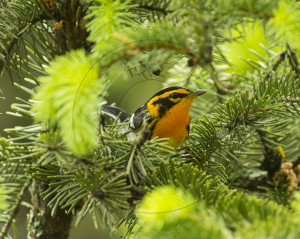 BLACKBURNIAN WARBLER-1