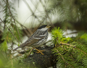 BLACPOLL WARBLER-1