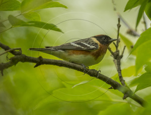Bay-Breasted Warbler-1