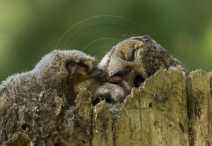 Beak to Beak-1