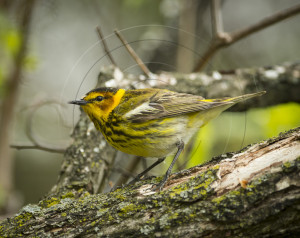 CAPE MAY WARBLER-1