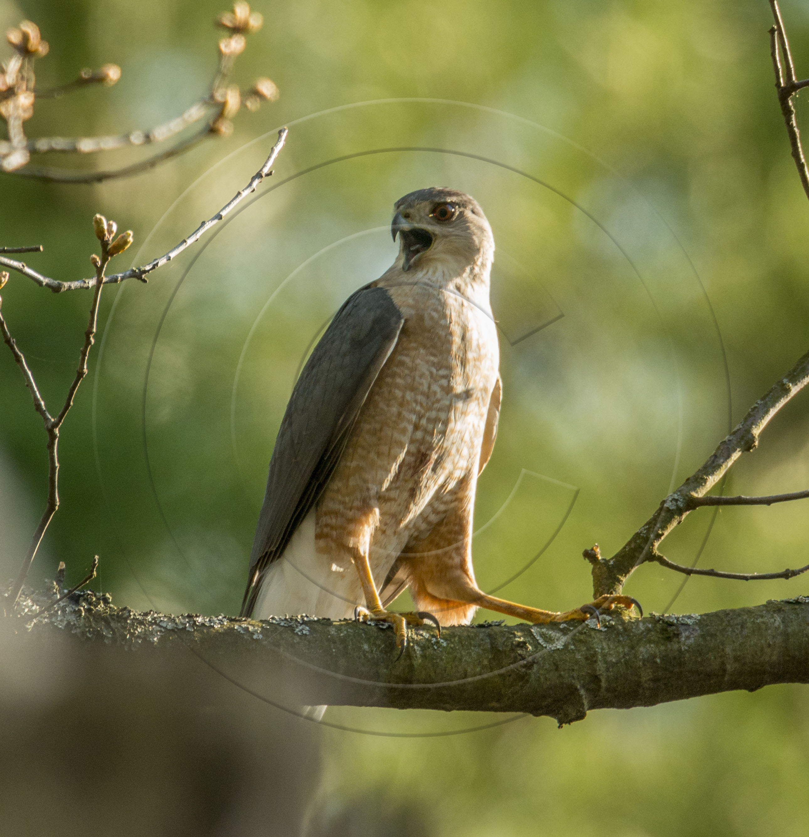 COOPER'S HAWK-1