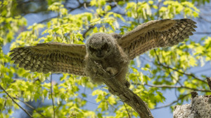 GREAT HORNED OWL CHICK-1