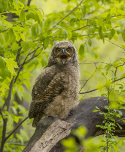 GREAT HORNED OWLET 2-1