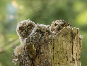 Great Horned Owl Nest