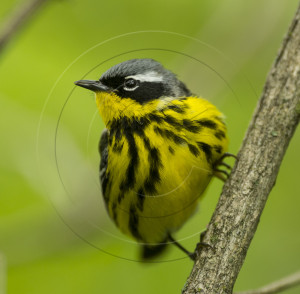 MAGNOLIA WARBLER-1