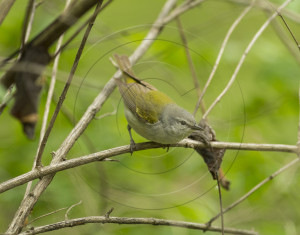 TENNESSE WARBLER-1