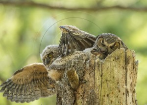 owlet wingspread-1