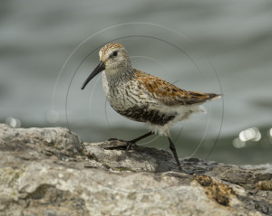 DUNLIN-1