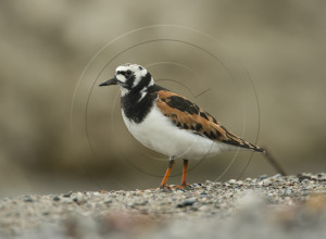 RUDDY TURNSTONE-1