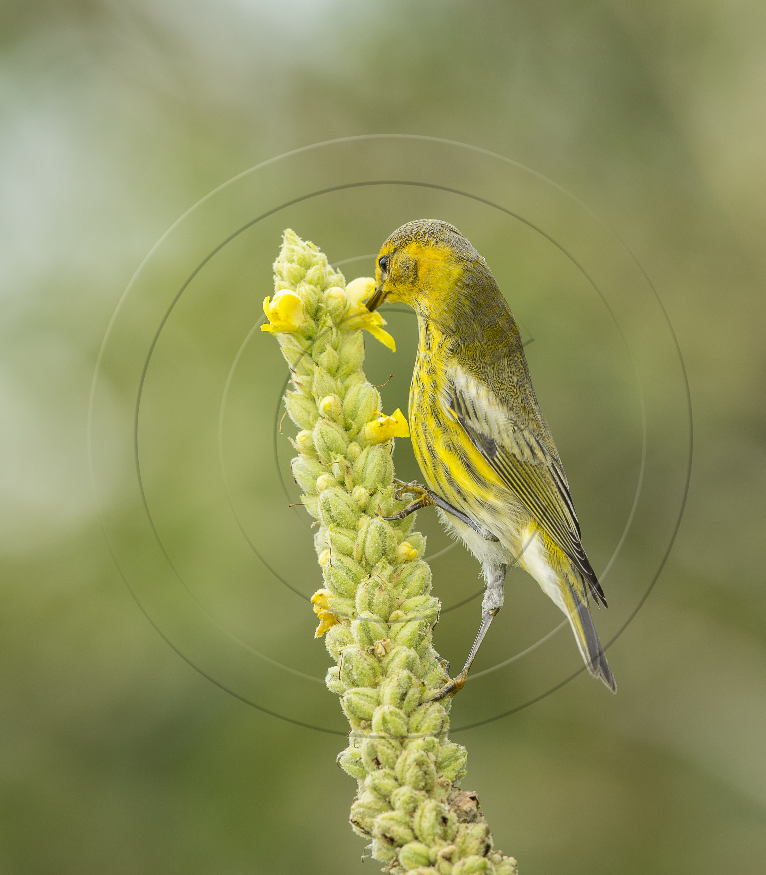 Cape May Warbler Seed Pod-1
