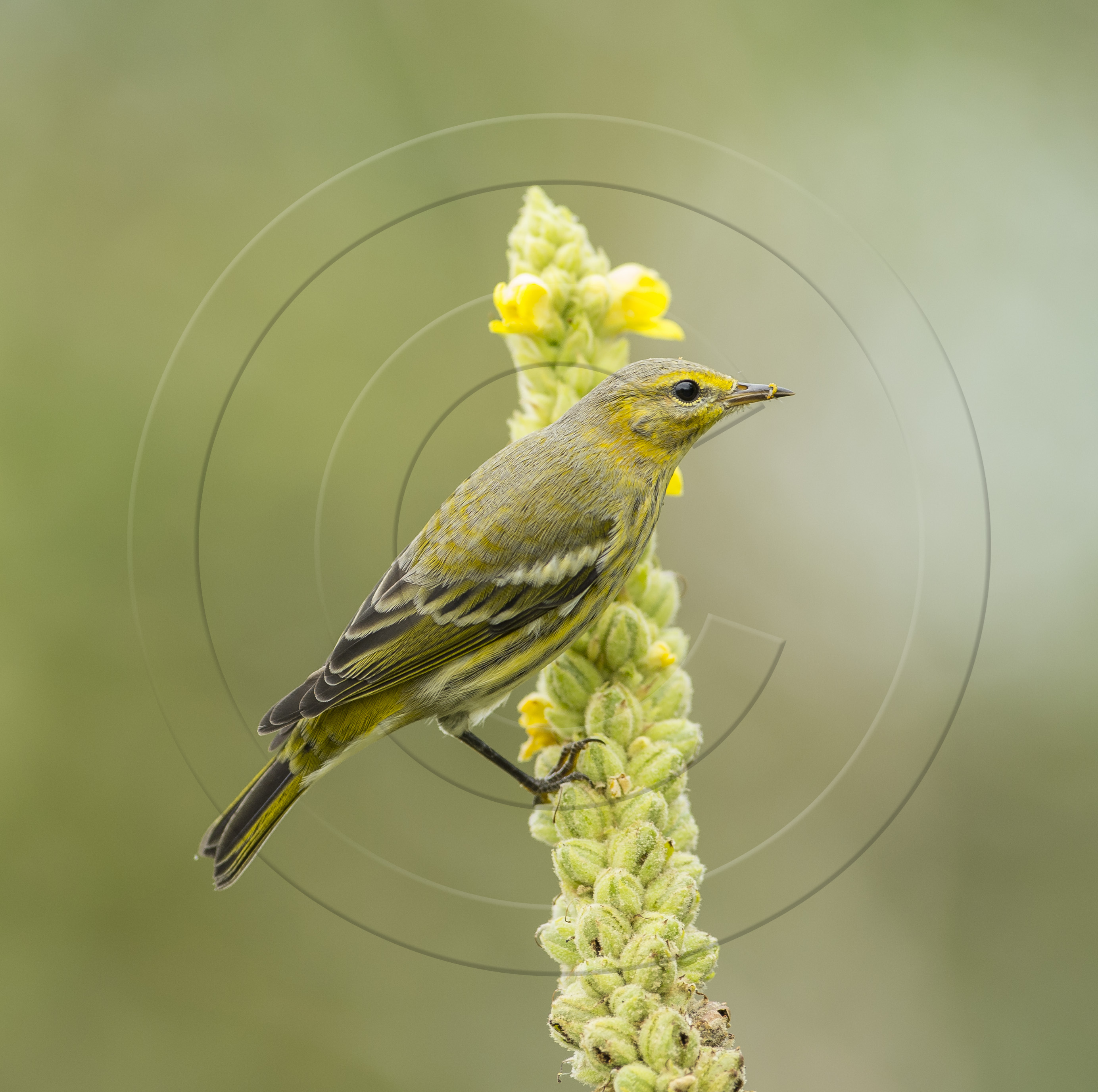 Cape May Warbler Worm-1