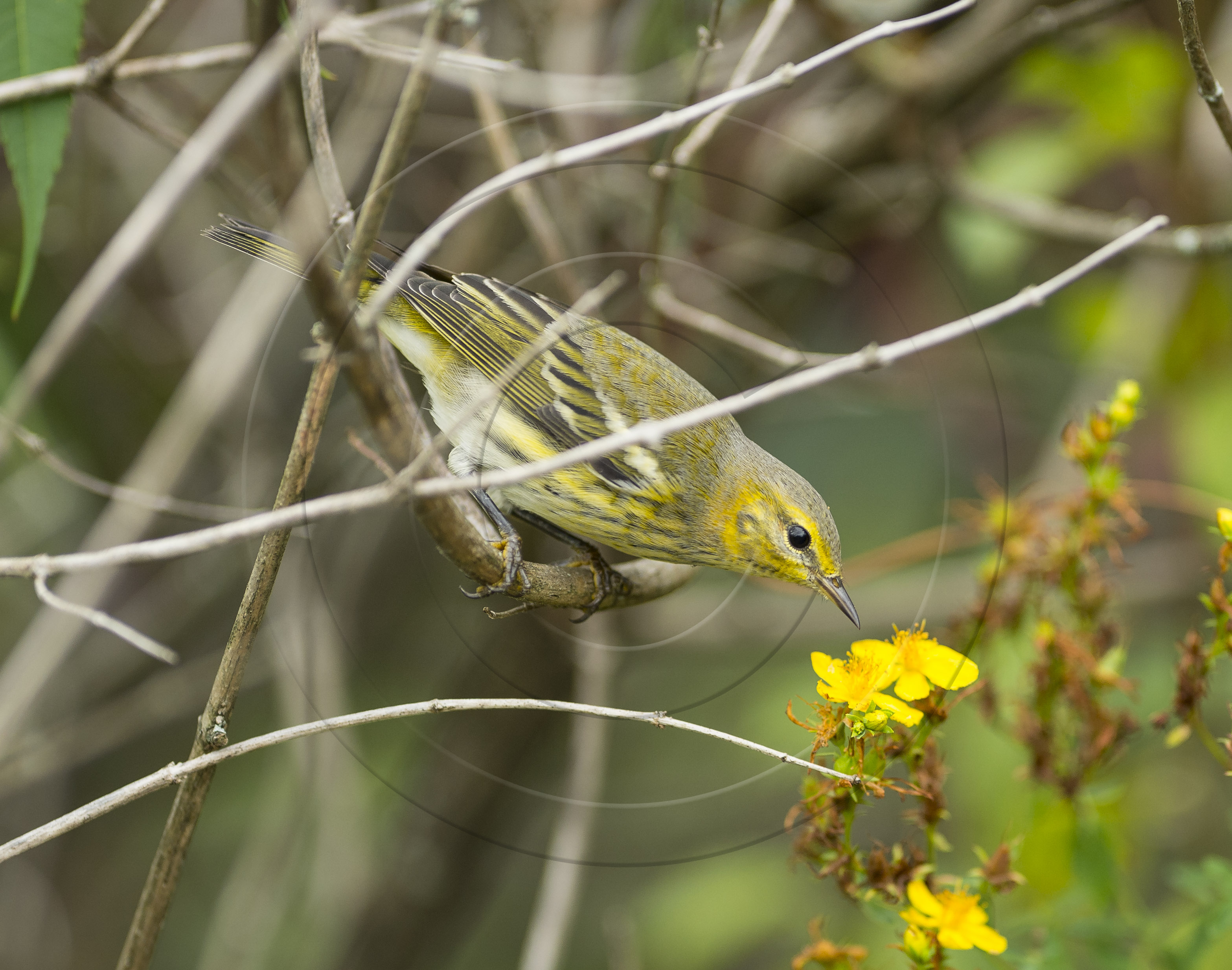 Cape May WarblerYellow Flower-1