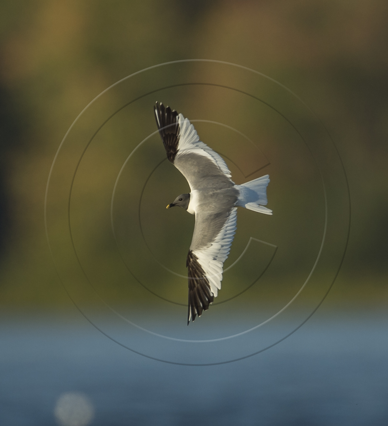 SABINE'S GULL-1
