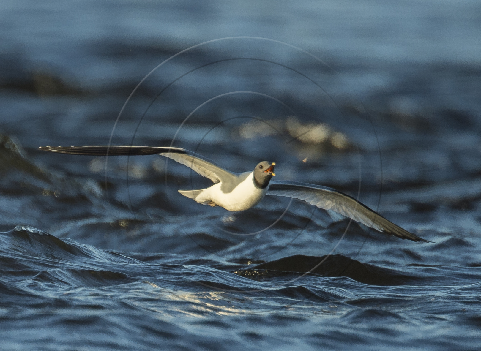 SABINE'S GULL & INSECT2-1