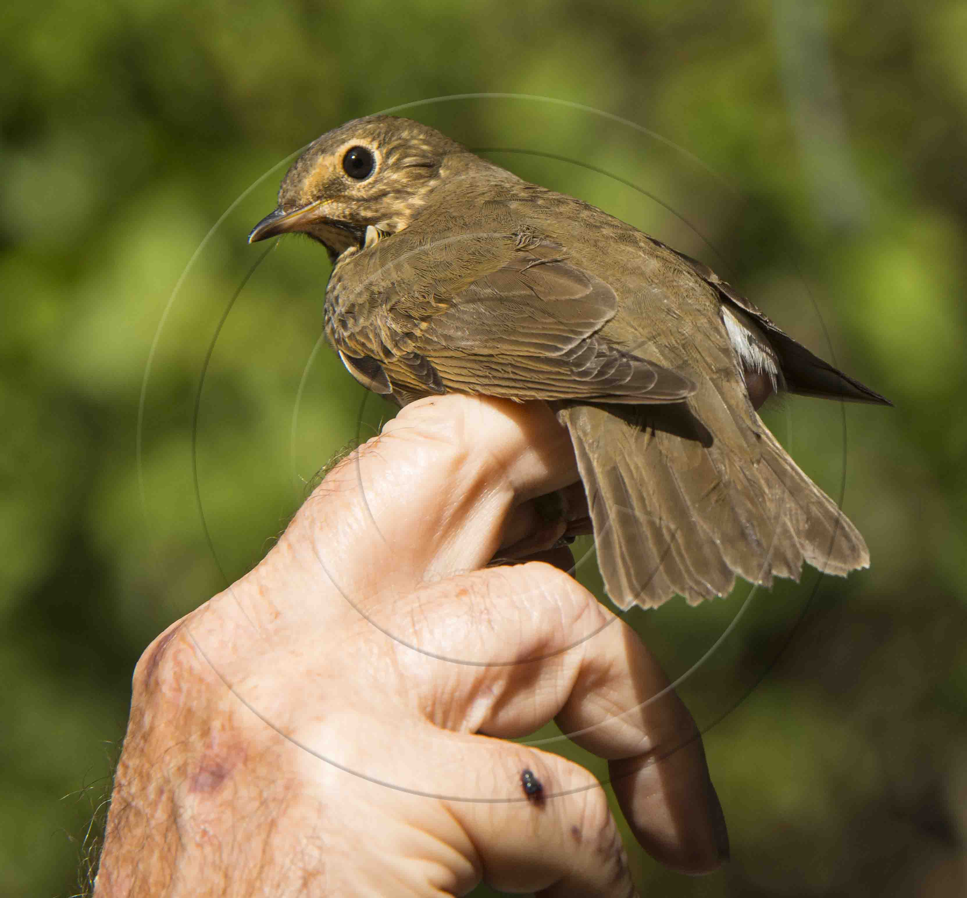 SWAINSON'S THRUSH-1